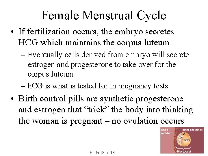 Female Menstrual Cycle • If fertilization occurs, the embryo secretes HCG which maintains the