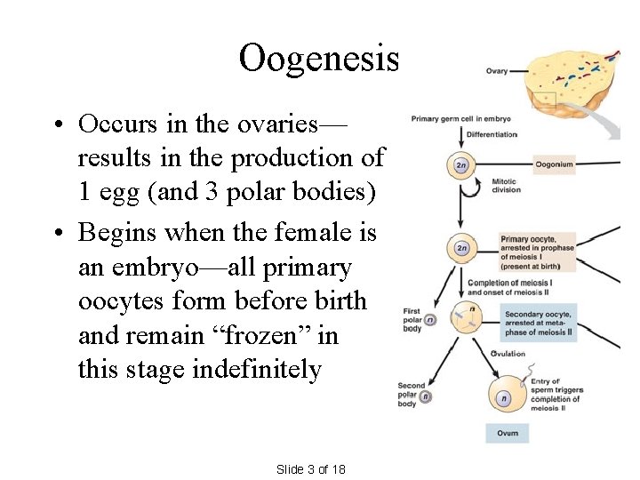 Oogenesis • Occurs in the ovaries— results in the production of 1 egg (and