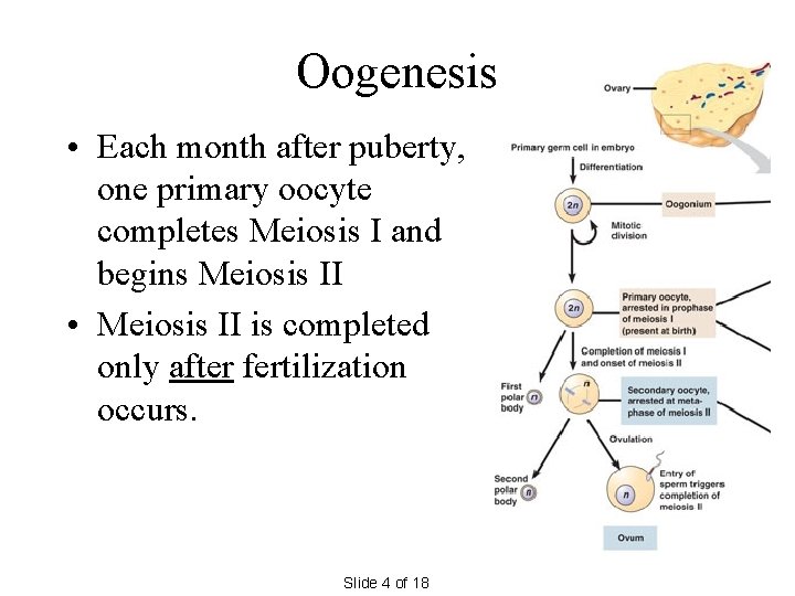 Oogenesis • Each month after puberty, one primary oocyte completes Meiosis I and begins