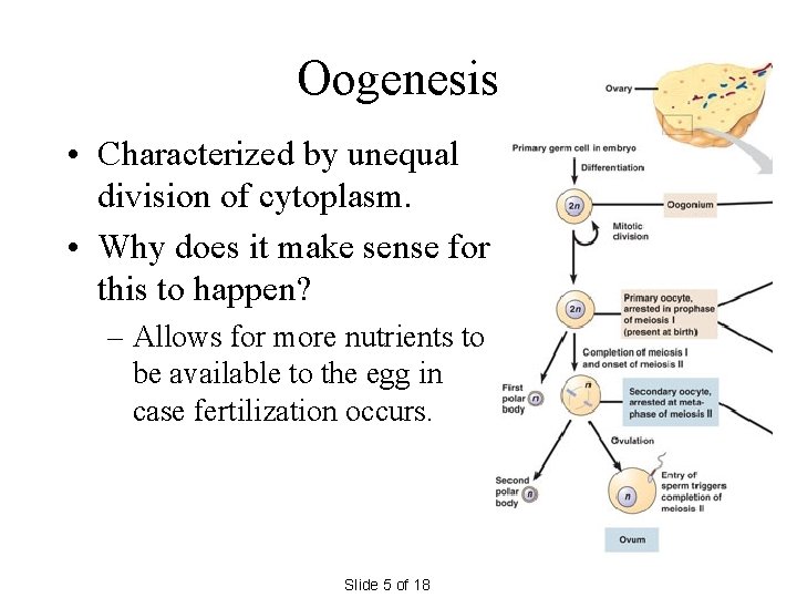 Oogenesis • Characterized by unequal division of cytoplasm. • Why does it make sense