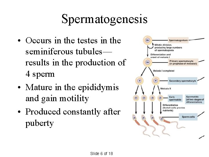 Spermatogenesis • Occurs in the testes in the seminiferous tubules— results in the production