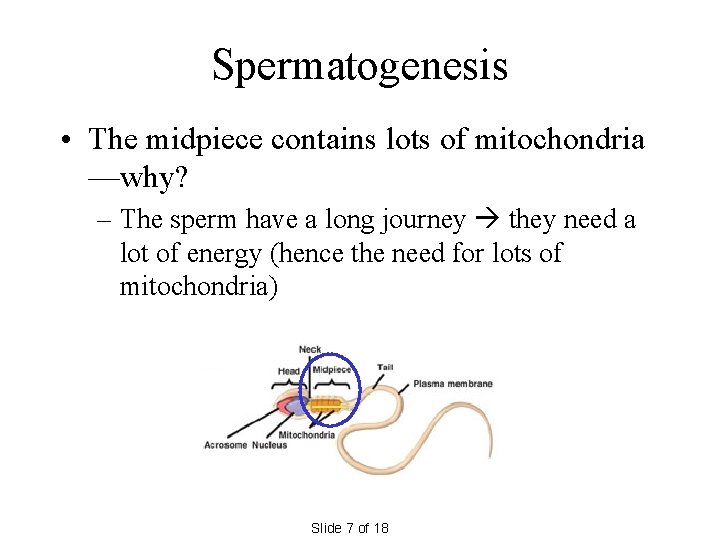Spermatogenesis • The midpiece contains lots of mitochondria —why? – The sperm have a