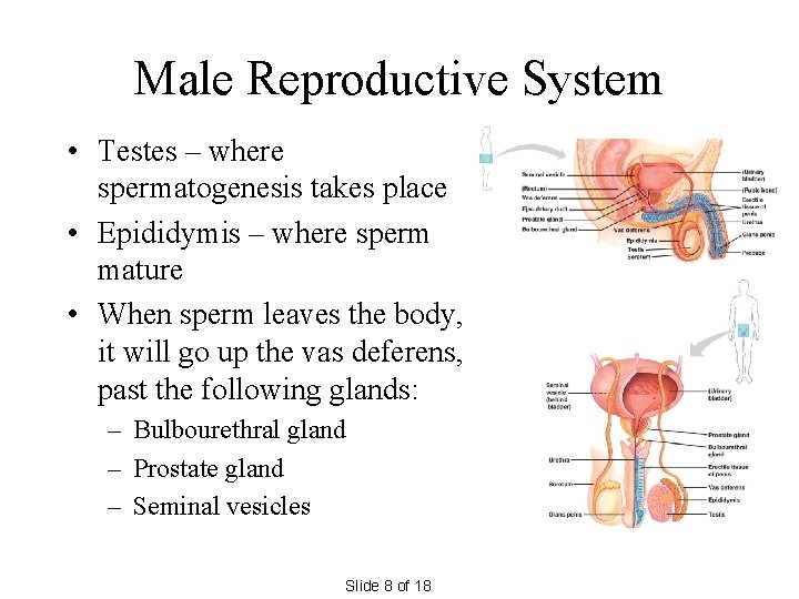 Male Reproductive System • Testes – where spermatogenesis takes place • Epididymis – where