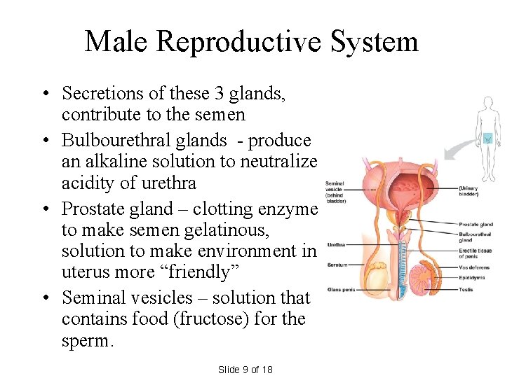 Male Reproductive System • Secretions of these 3 glands, contribute to the semen •