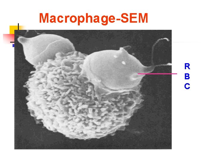 Macrophage-SEM R B C Macrophage-SEM R B C