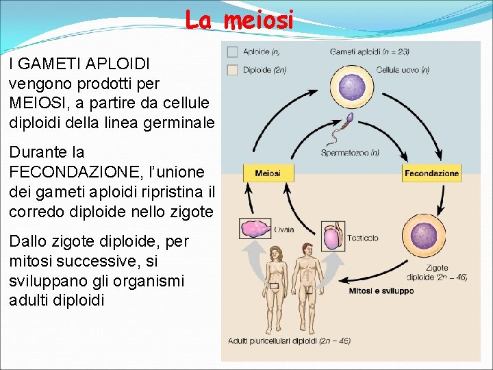 La meiosi I GAMETI APLOIDI vengono prodotti per MEIOSI, a partire da cellule diploidi