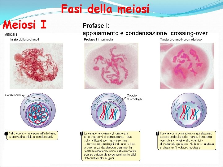 Fasi della meiosi Meiosi I Profase I: appaiamento e condensazione, crossing-over 