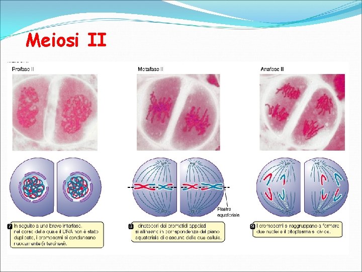 Meiosi II 