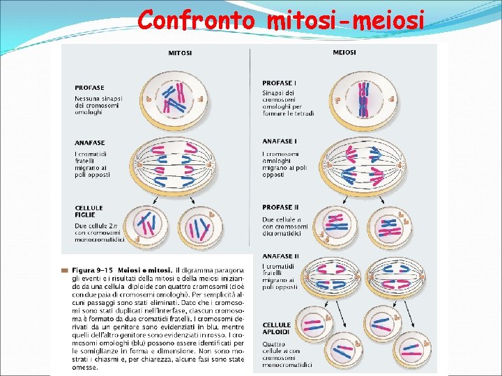 Confronto mitosi-meiosi 