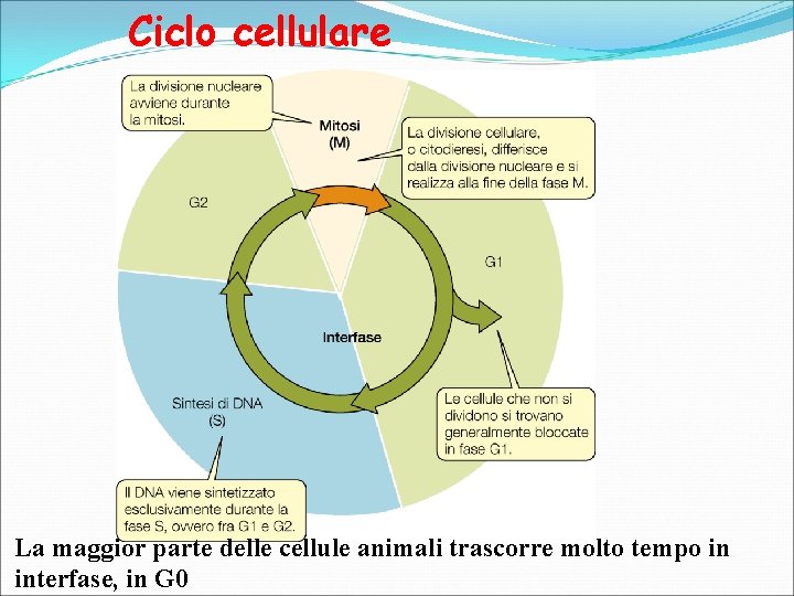 Ciclo cellulare La maggior parte delle cellule animali trascorre molto tempo in interfase, in