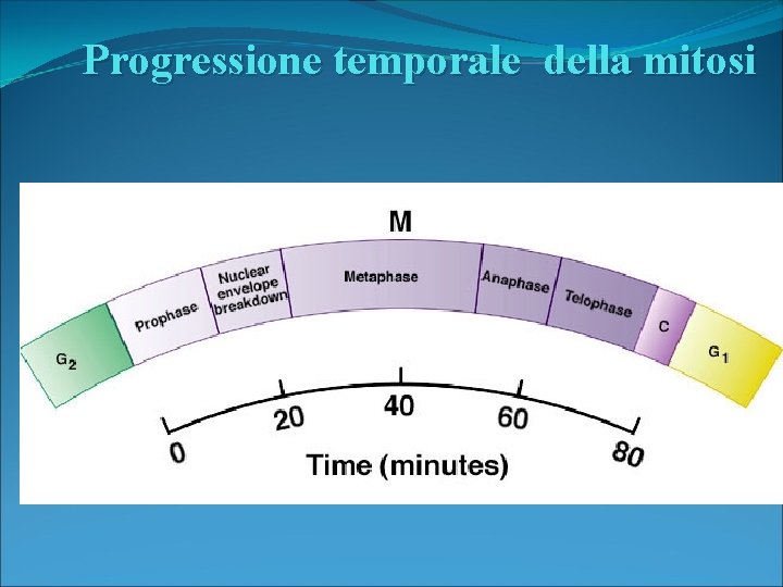 Progressione temporale della mitosi 