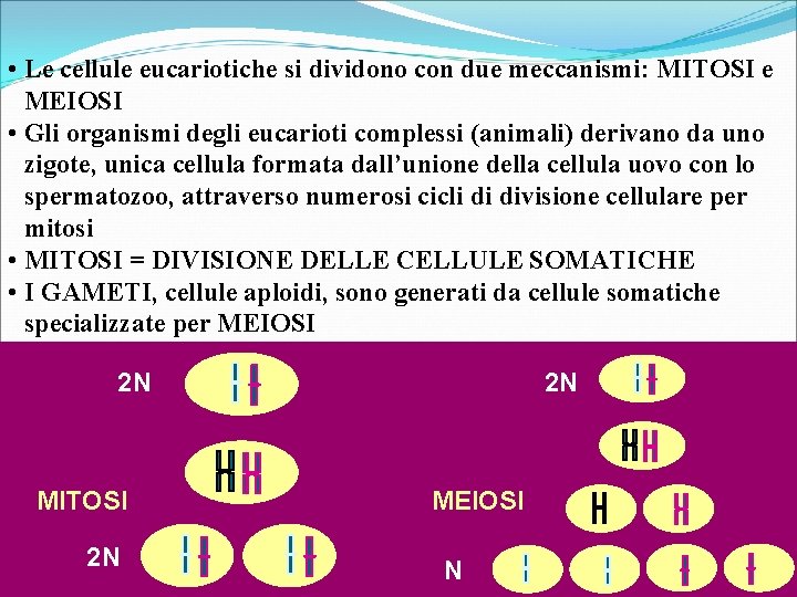  • Le cellule eucariotiche si dividono con due meccanismi: MITOSI e MEIOSI •