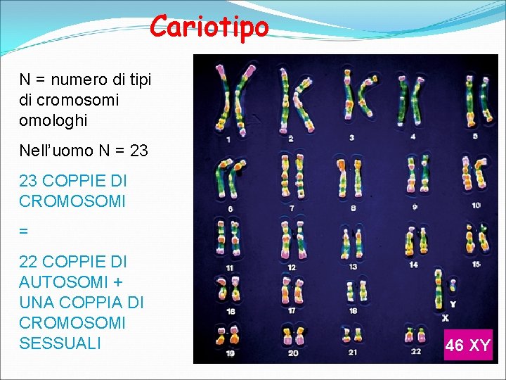 Cariotipo N = numero di tipi di cromosomi omologhi Nell’uomo N = 23 23