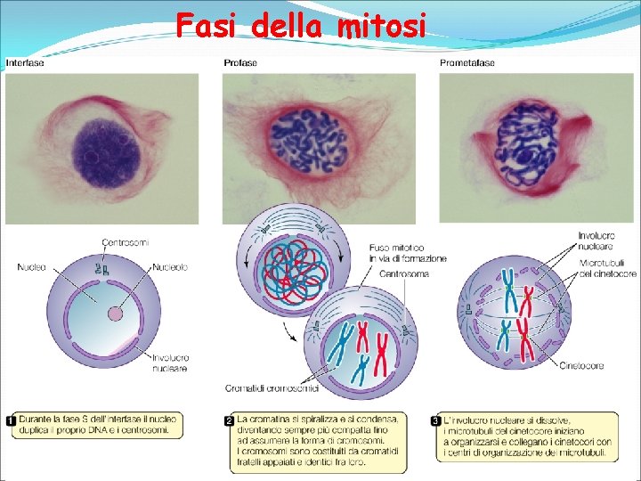 Fasi della mitosi 