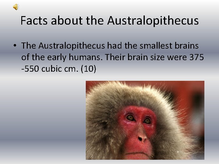 Facts about the Australopithecus • The Australopithecus had the smallest brains of the early