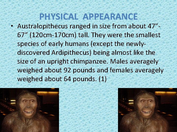 PHYSICAL APPEARANCE • Australopithecus ranged in size from about 47” 67” (120 cm-170 cm)