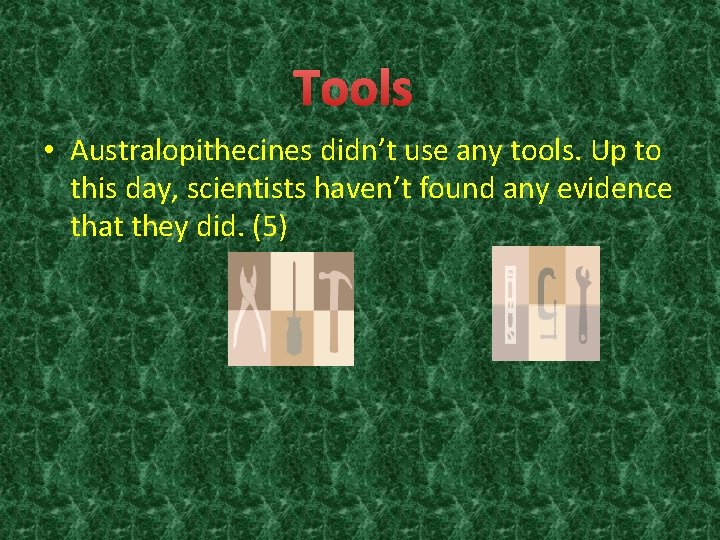 Tools • Australopithecines didn’t use any tools. Up to this day, scientists haven’t found