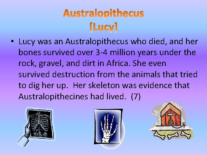  • Lucy was an Australopithecus who died, and her bones survived over 3