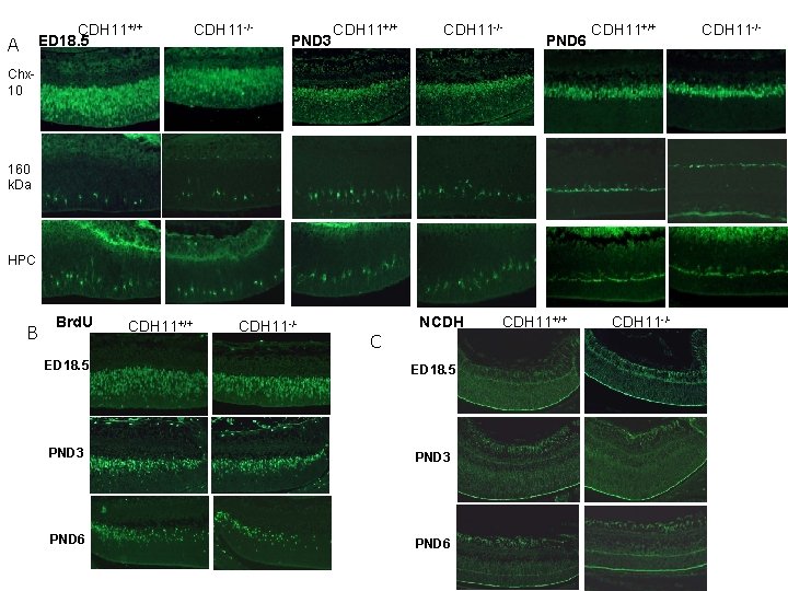 CDH 11+/+ ED 18. 5 A CDH 11 -/- PND 3 CDH 11+/+ CDH CDH 11+/+ ED 18. 5 A CDH 11 -/- PND 3 CDH 11+/+ CDH