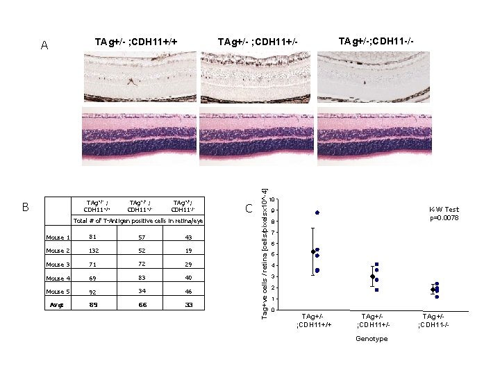 TAg+/- ; CDH 11+/+ B TAg+/- ; CDH 11+/- TAg+/-; CDH 11 -/- Total TAg+/- ; CDH 11+/+ B TAg+/- ; CDH 11+/- TAg+/-; CDH 11 -/- Total