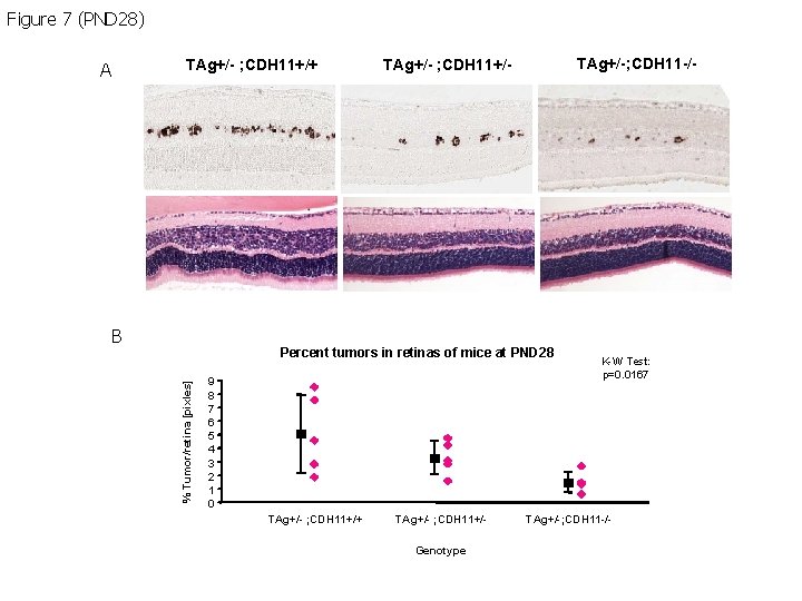 Figure 7 (PND 28) TAg+/- ; CDH 11+/+ A B TAg+/-; CDH 11 -/- Figure 7 (PND 28) TAg+/- ; CDH 11+/+ A B TAg+/-; CDH 11 -/-