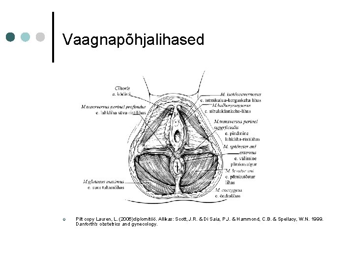 Vaagnapõhjalihased ¢ Pilt copy Lauren, L. (2006)diplomitöö. Allikas: Scott, J. R. & Di Saia, Vaagnapõhjalihased ¢ Pilt copy Lauren, L. (2006)diplomitöö. Allikas: Scott, J. R. & Di Saia,