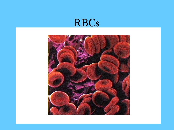 Cardiovascular System Blood Comparative Anatomy Tony Serino Ph