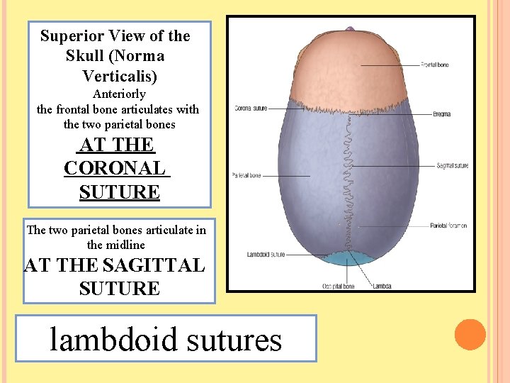 Superior View of the Skull (Norma Verticalis) Anteriorly the frontal bone articulates with the