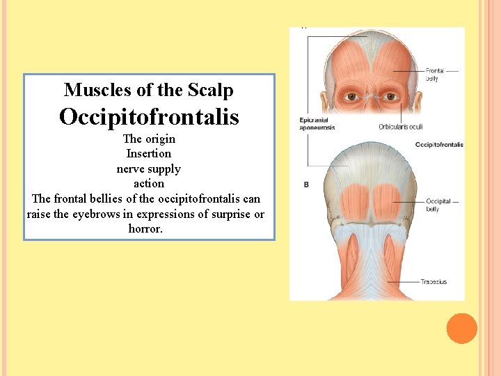 Muscles of the Scalp Occipitofrontalis The origin Insertion nerve supply action The frontal bellies