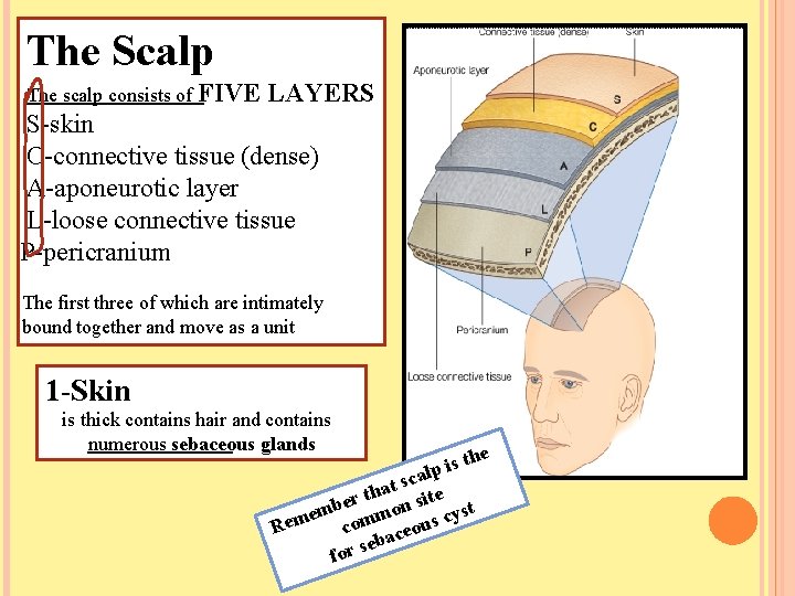 The Scalp The scalp consists of FIVE LAYERS S-skin C-connective tissue (dense) A-aponeurotic layer