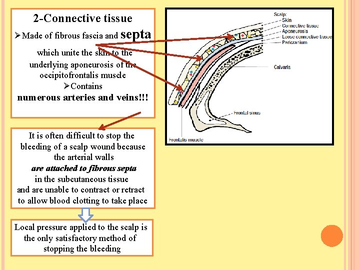 2 -Connective tissue ØMade of fibrous fascia and septa which unite the skin to
