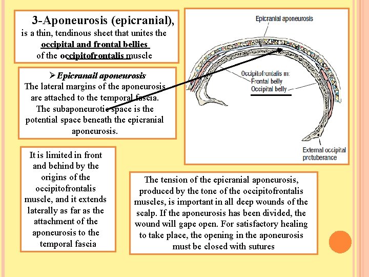 3 -Aponeurosis (epicranial), is a thin, tendinous sheet that unites the occipital and frontal
