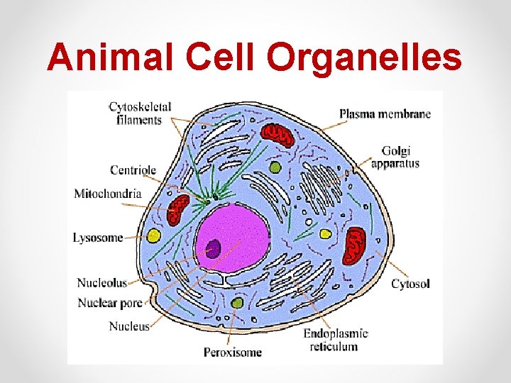 Animal Cell Organelles 