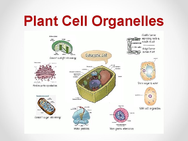 Plant Cell Organelles 