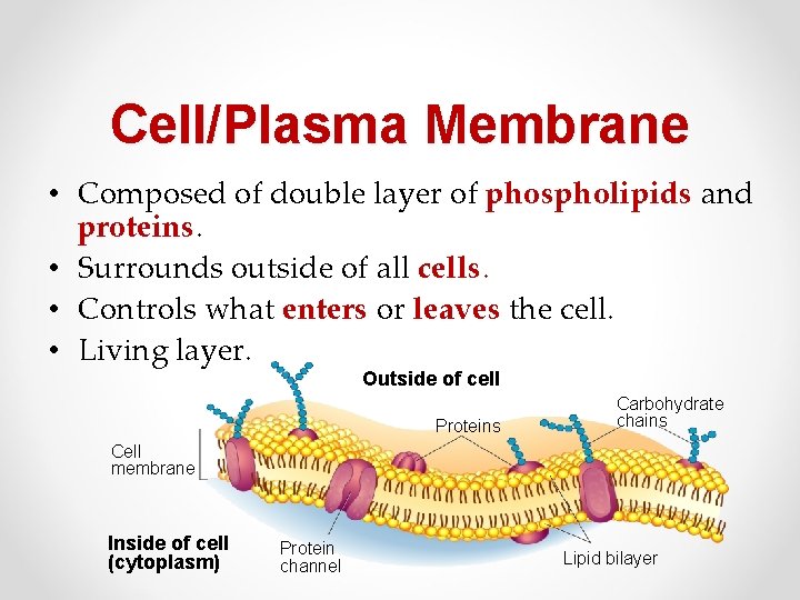 Cell/Plasma Membrane • Composed of double layer of phospholipids and proteins. • Surrounds outside Cell/Plasma Membrane • Composed of double layer of phospholipids and proteins. • Surrounds outside