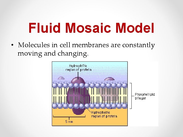 Fluid Mosaic Model • Molecules in cell membranes are constantly moving and changing. 