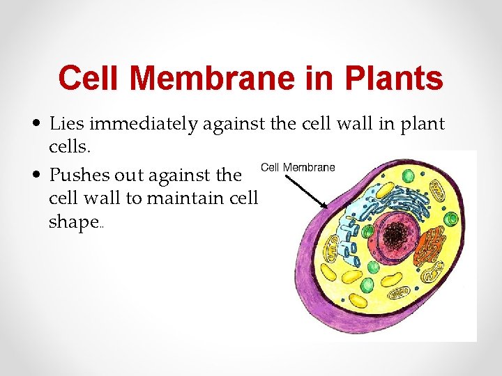 Cell Membrane in Plants • Lies immediately against the cell wall in plant cells.