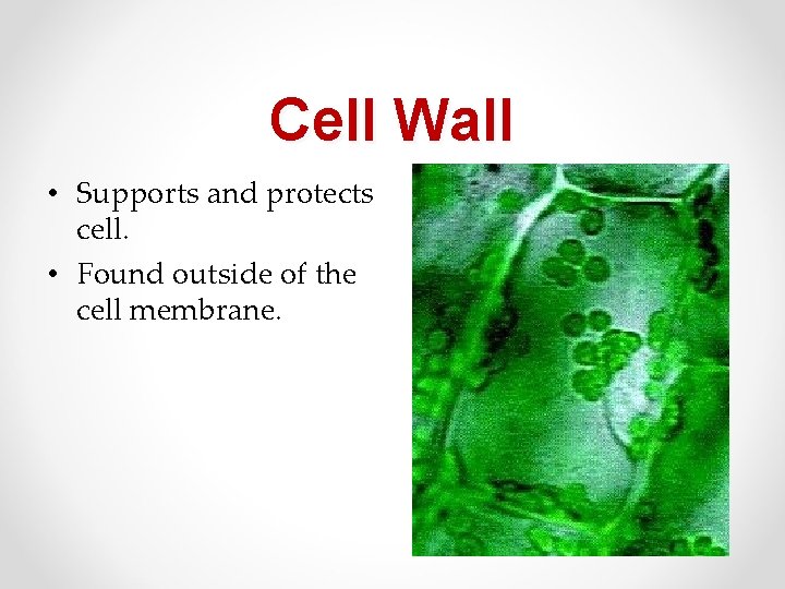 Cell Wall • Supports and protects cell. • Found outside of the cell membrane. Cell Wall • Supports and protects cell. • Found outside of the cell membrane.