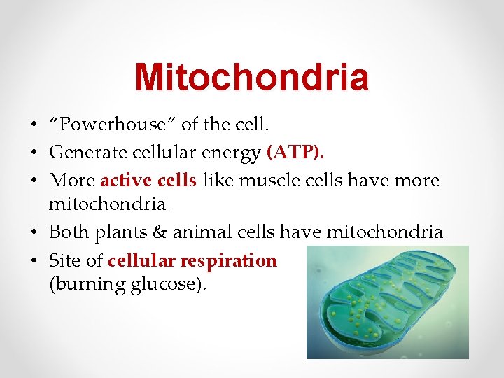 Mitochondria • “Powerhouse” of the cell. • Generate cellular energy (ATP). • More active