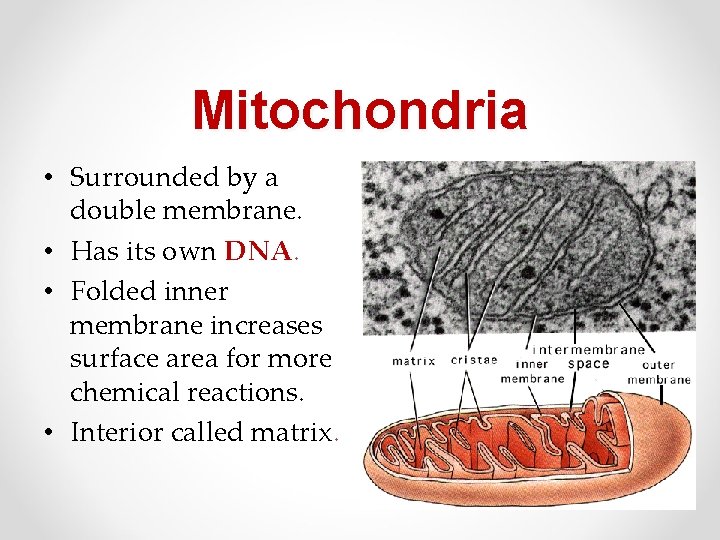 Mitochondria • Surrounded by a double membrane. • Has its own DNA. • Folded