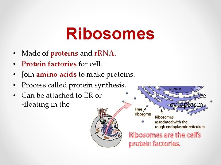 Ribosomes • • • Made of proteins and r. RNA. Protein factories for cell.