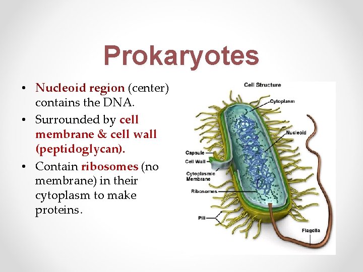 Prokaryotes • Nucleoid region (center) contains the DNA. • Surrounded by cell membrane &