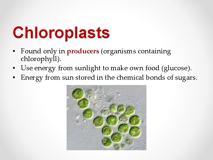 Chloroplasts • Found only in producers (organisms containing chlorophyll). • Use energy from sunlight