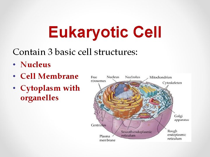 Eukaryotic Cell Contain 3 basic cell structures: • Nucleus • Cell Membrane • Cytoplasm