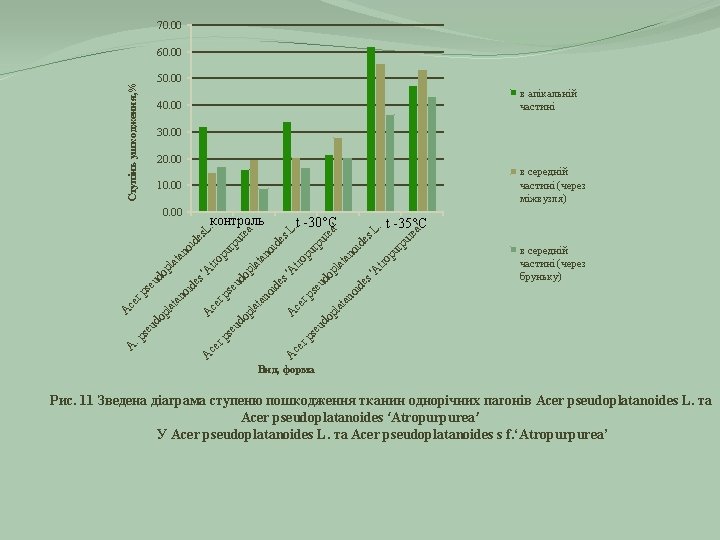 70. 00 60. 00 Ступінь ушкодження, % 50. 00 в апікальній частині 40. 00