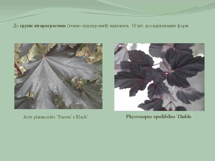 До групи atropurpureum (темно-пурпуровий) належить 10 шт. досліджуваних форм Acer platanoides ‘Fassen’s Black’ Physocarpus