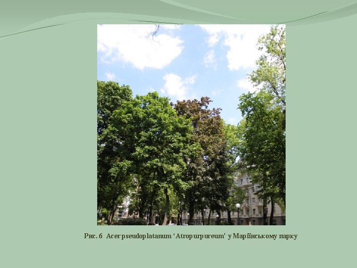 Рис. 6 Acer pseudoplatanum ‘Atropurpureum’ у Маріїнському парку 