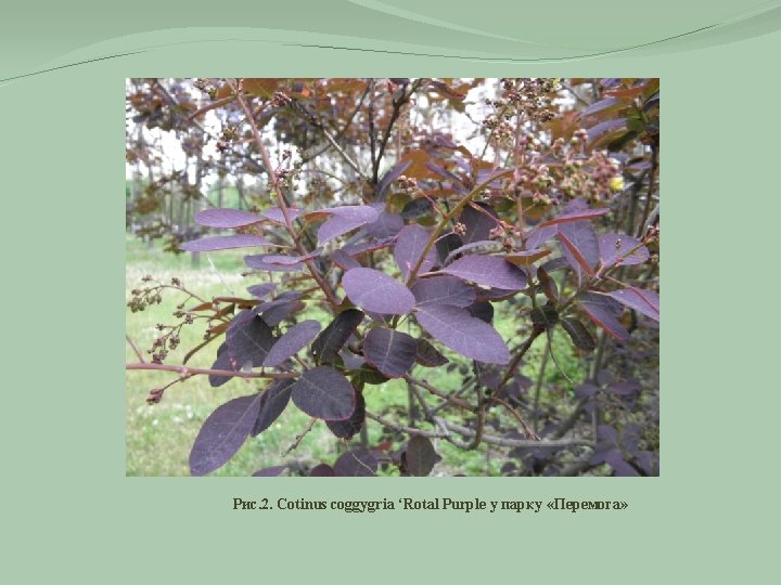 Рис. 2. Cotinus coggygria ‘Rotal Purple у парку «Перемога» 
