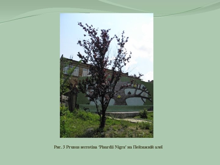 Рис. 3 Prunus serrotina ‘Pisardii Nigra’ на Пейзажній алеї 