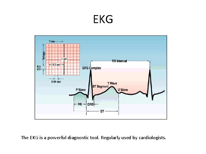 EKG The EKG is a powerful diagnostic tool. Regularly used by cardiologists. 